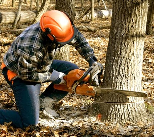 Tree Removal in Dover, IL